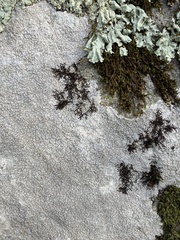 Frullania eboracensis