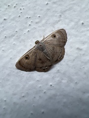 Argyrotome muricolor