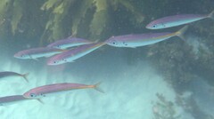 Decapterus muroadsi