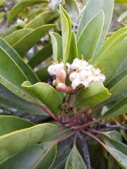 Coelospermum