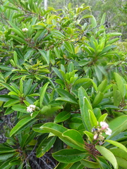 Coelospermum
