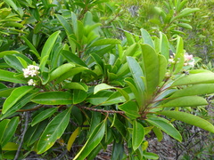 Coelospermum
