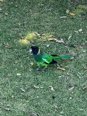 Barnardius zonarius semitorquatus
