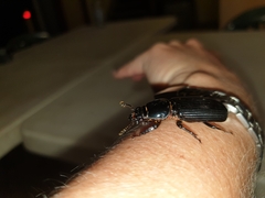 Mastachilus australasicus