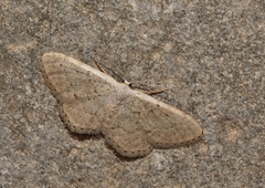 Idaea obsoletaria