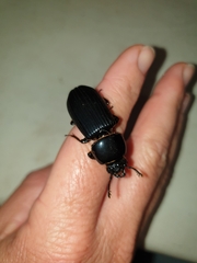 Mastachilus australasicus