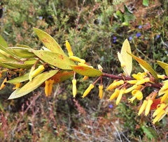 Persoonia oblongata