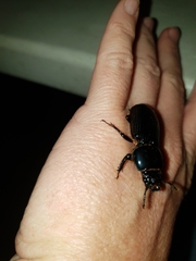 Mastachilus australasicus