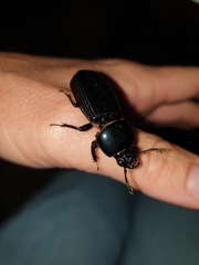 Mastachilus australasicus