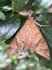 Pachylioides resumens