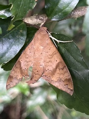 Pachylioides resumens