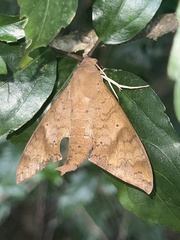 Pachylioides resumens