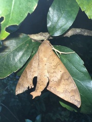 Pachylioides resumens