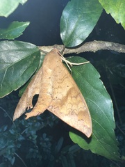 Pachylioides resumens