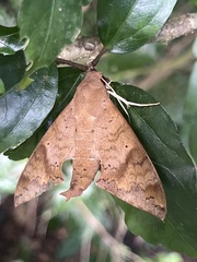 Pachylioides resumens