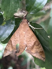 Pachylioides resumens