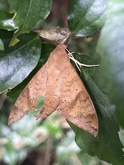 Pachylioides resumens