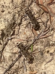 Neocicindela tuberculata