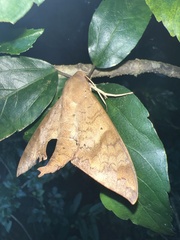 Pachylioides resumens