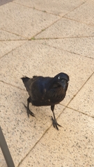 Corvus coronoides