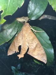 Pachylioides resumens