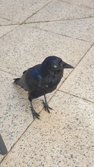 Corvus coronoides