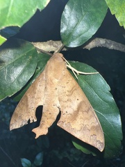 Pachylioides resumens