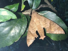 Pachylioides resumens