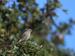 Phoenicurus ochruros