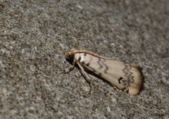 Euzophera lunulella
