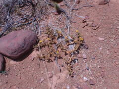 Mesembryanthemum inachabense