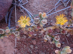 Mesembryanthemum inachabense