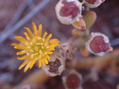 Mesembryanthemum inachabense