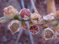 Mesembryanthemum inachabense