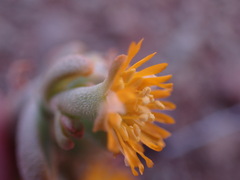 Mesembryanthemum inachabense