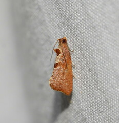 Glyphidoptera insignana