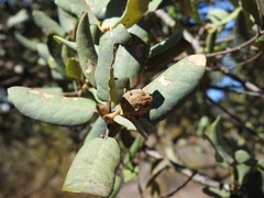 Phyllodiplosis cocciferae