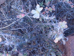 Monsonia salmoniflora