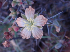 Monsonia salmoniflora