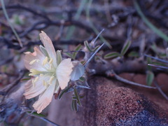 Monsonia salmoniflora
