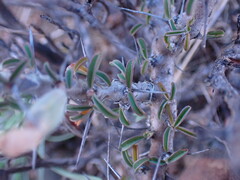 Monsonia salmoniflora