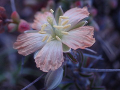 Monsonia salmoniflora