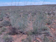 Gomphocarpus filiformis