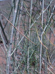 Gomphocarpus filiformis
