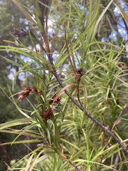 Dracophyllum sinclairii