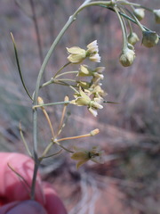 Gomphocarpus filiformis