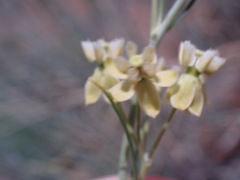 Gomphocarpus filiformis