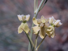 Gomphocarpus filiformis