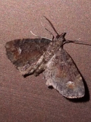 Pasiphilodes testulata