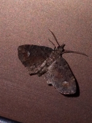 Pasiphilodes testulata